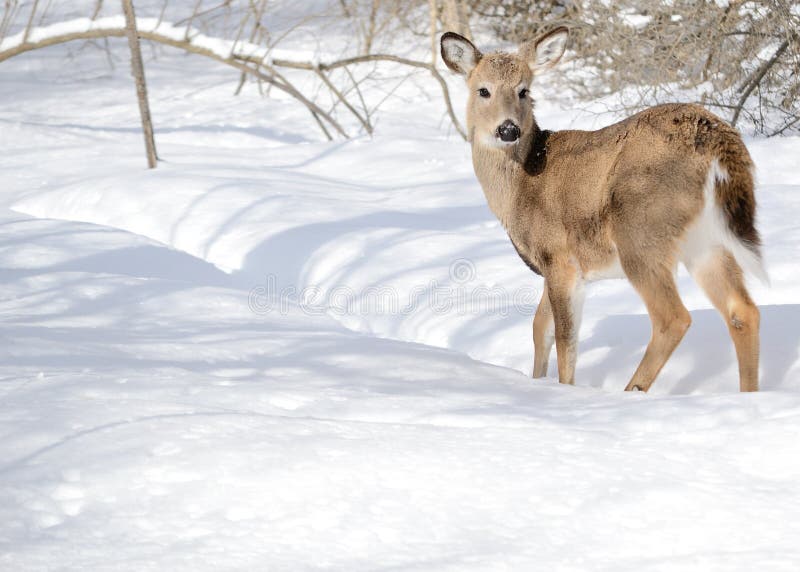 Corça & Animal Com Um Ano De Idade No Inverno Foto de Stock - Imagem de  coroa, anjo: 90748