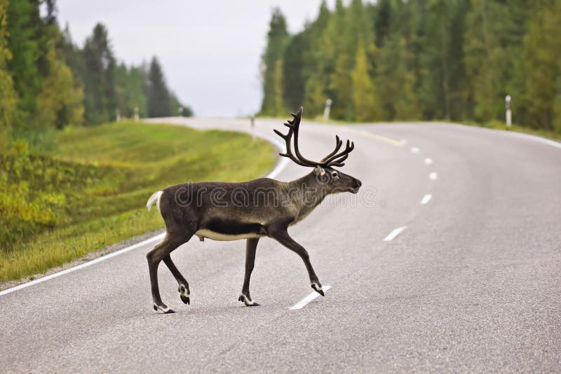 Animal Crossing the Road - Rein Deer in Sweden Stock Image - Image of  reindeer, danger: 22478637