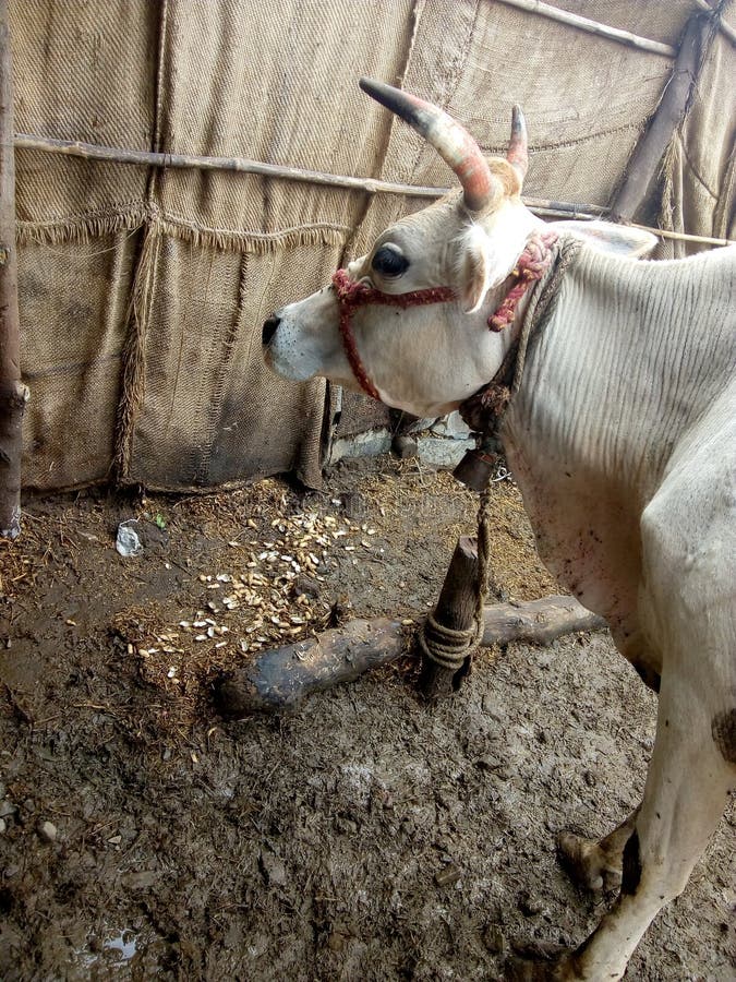 Animal d'Inde photographie stock libre de droits