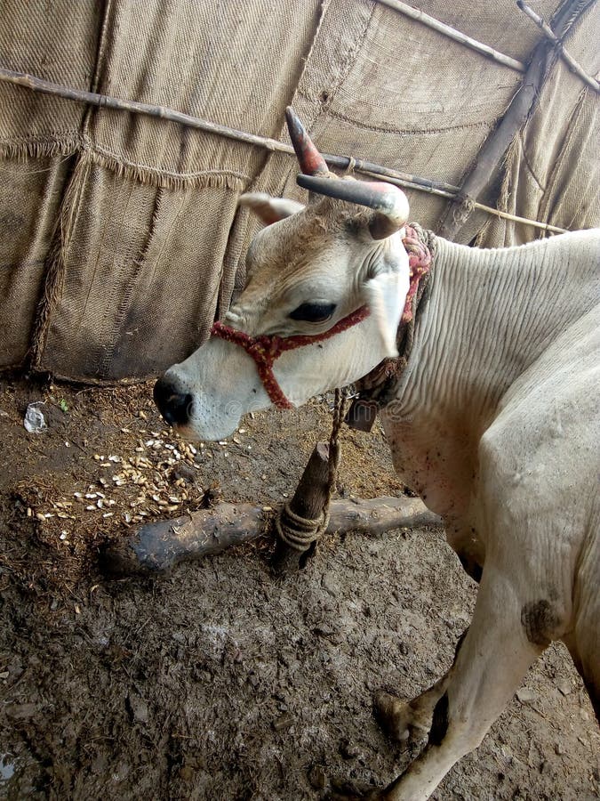 Animal d'Inde photographie stock libre de droits