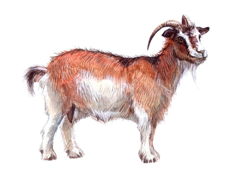 Watercolor single goat animal isolated on a white background illustration. Watercolor single goat animal isolated on a white background illustration.