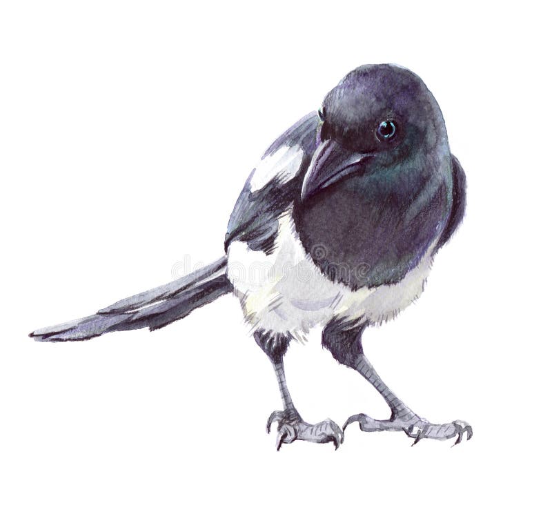 Watercolor single magpie animal isolated on a white background illustration. Watercolor single magpie animal isolated on a white background illustration.