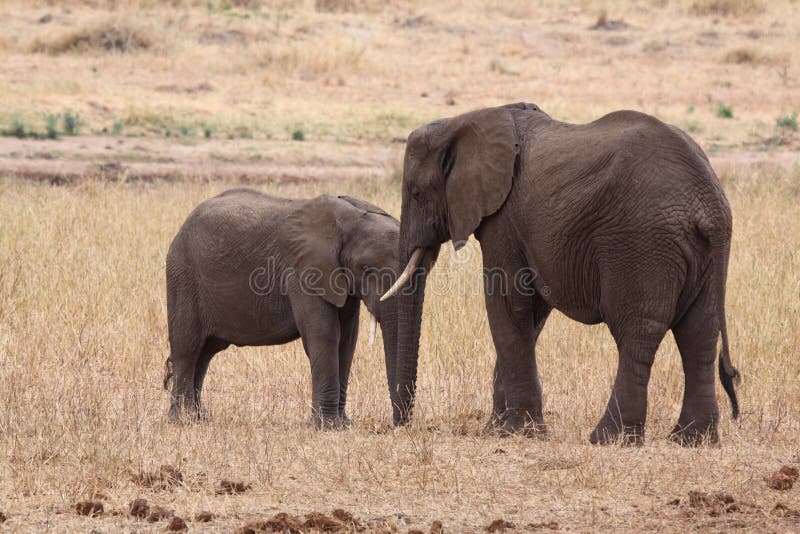 Animal de baiser images stock Animal de baiser images stock