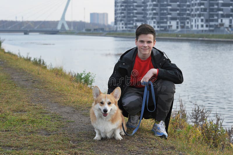 Pet on a walk - Welsh Corgi Pembroke redhead with yellow coloring and boy. Pet on a walk - Welsh Corgi Pembroke redhead with yellow coloring and boy