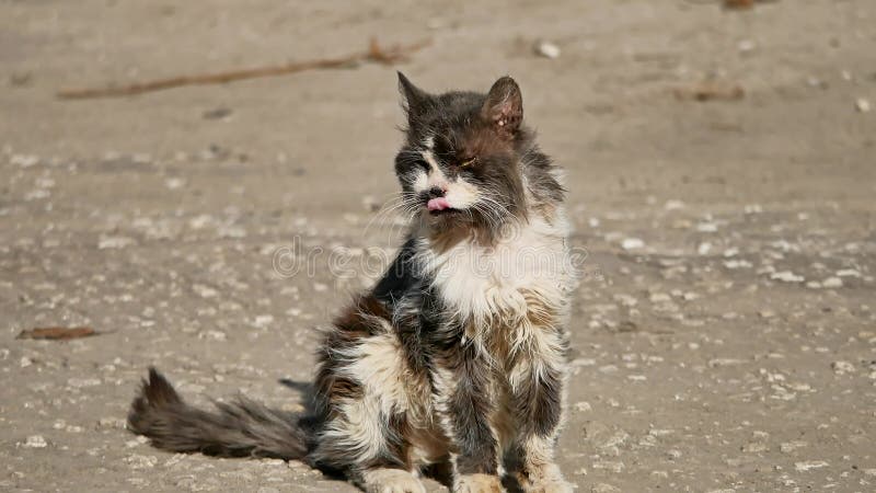 Animal de estimação exterior desgrenhado do gato desabrigado doente velho imagens de stock Animal de estimação exterior desgrenhado do gato desabrigado doente velho imagens de stock