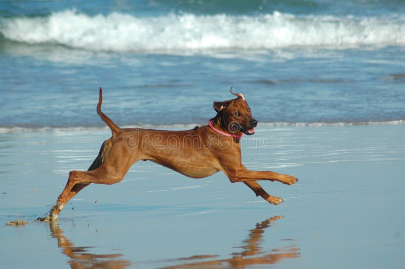 A beautiful active African male Rhodesian Ridgeback hound dog with happy expression in the face playing wild by jumping and running fast in the sea on the beach in South Africa in summertime. A beautiful active African male Rhodesian Ridgeback hound dog with happy expression in the face playing wild by jumping and running fast in the sea on the beach in South Africa in summertime