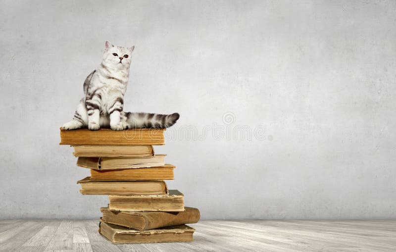 Cat animal sitting on pile of books. Cat animal sitting on pile of books