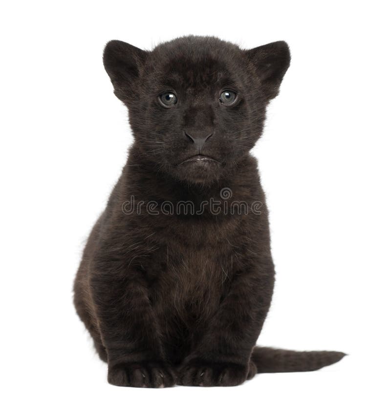 Animal de jaguar, 2 mois, onca de Panthera, se reposant images libres de droits Animal de jaguar, 2 mois, onca de Panthera, se reposant images libres de droits