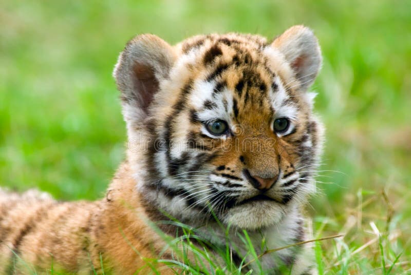 Animal de tigre sibérien mignon