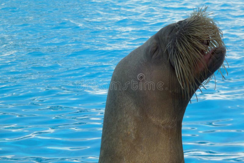 Animal Del Agua De La Morsa Imagen de archivo - Imagen de cubo, noruega:  128562511