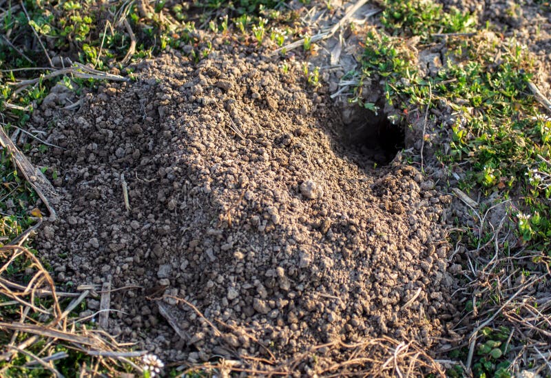 Animal Digs the Ground in Nature Stock Photo Image of pest, small