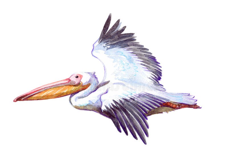 Watercolor single pelican animal isolated on a white background illustration. Watercolor single pelican animal isolated on a white background illustration.