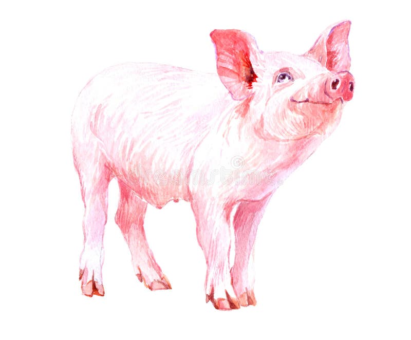 Watercolor single pig animal isolated on a white background illustration. Watercolor single pig animal isolated on a white background illustration.