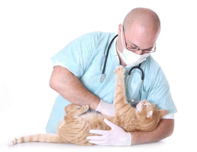 Animal Doctor Stock Image Image 10716021