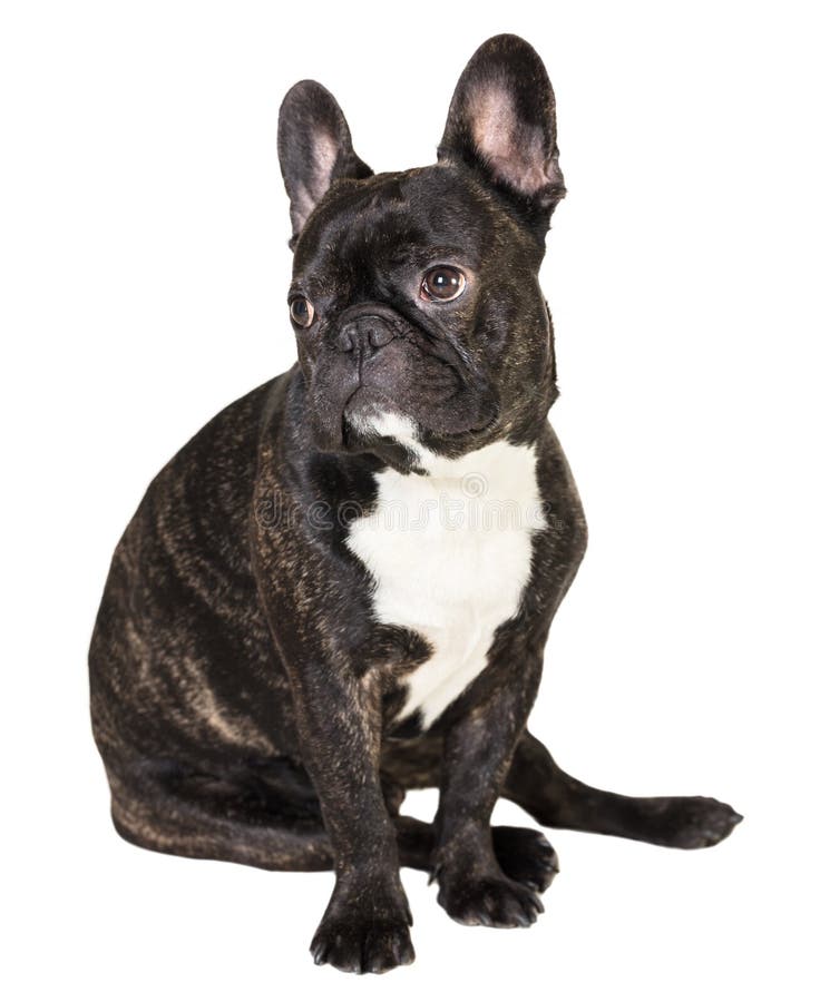 French Bulldog With Ears Cut Sitting Isolated On White Stock Photo ...