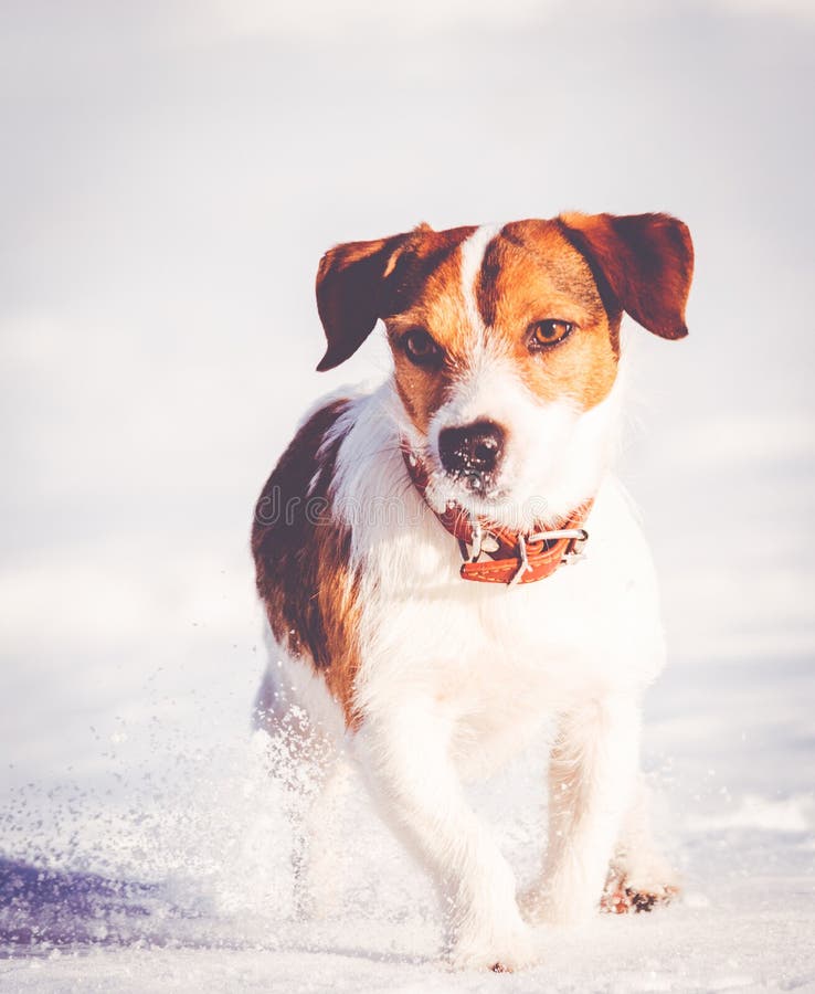 Animal doméstico del perrito de Jack Russell Terrier que corre y que juega en nieve fotos de archivo Animal doméstico del perrito de Jack Russell Terrier que corre y que juega en nieve fotos de archivo