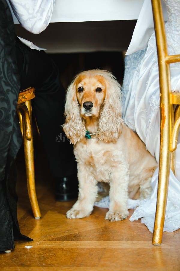 Animal doméstico OM la boda - Cocker Spaniel inglés foto de archivo libre de regalías Animal doméstico OM la boda - Cocker Spaniel inglés foto de archivo libre de regalías