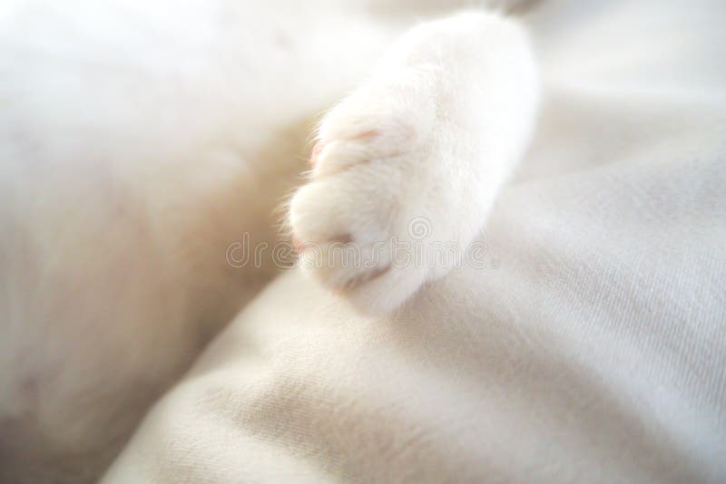 Animal doméstico precioso adorable de la pata blanca del gato en fondo de sensación suave de la idea del día de fiesta de la cama imagenes de archivo Animal doméstico precioso adorable de la pata blanca del gato en fondo de sensación suave de la idea del día de fiesta de la cama imagenes de archivo