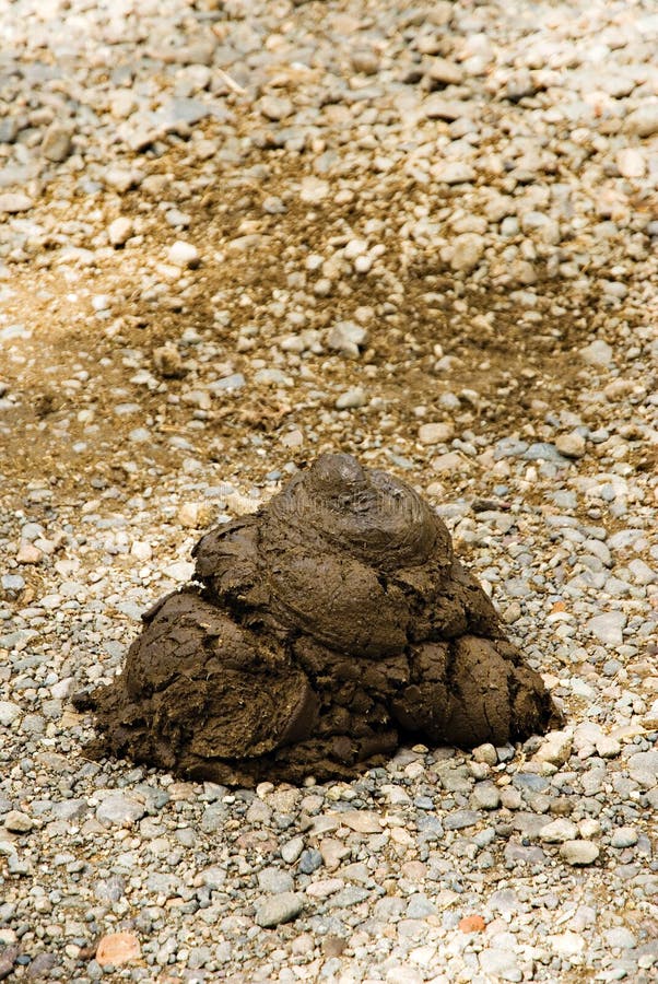 Animal Dung stock photo. Image of fertilize, dung, pile 14609460