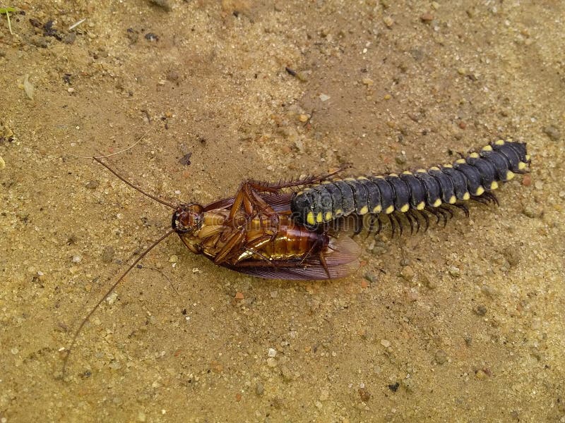Cockroach eating stock photo. Image of closeup, head 16088644