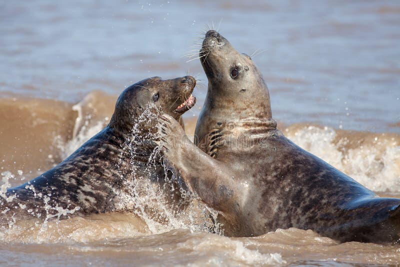 Animal Emotion. Loving Seal Couple Having Fun in the Sea Stock Photo - Image of courting, emotional: 136208446 Animal Emotion. Loving Seal Couple Having Fun in the Sea Stock Photo - Image of courting, emotional: 136208446