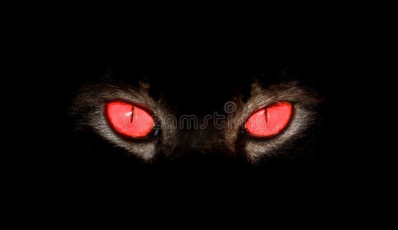 Animal eyes stare at something in black stock photo Animal eyes stare at something in black stock photo