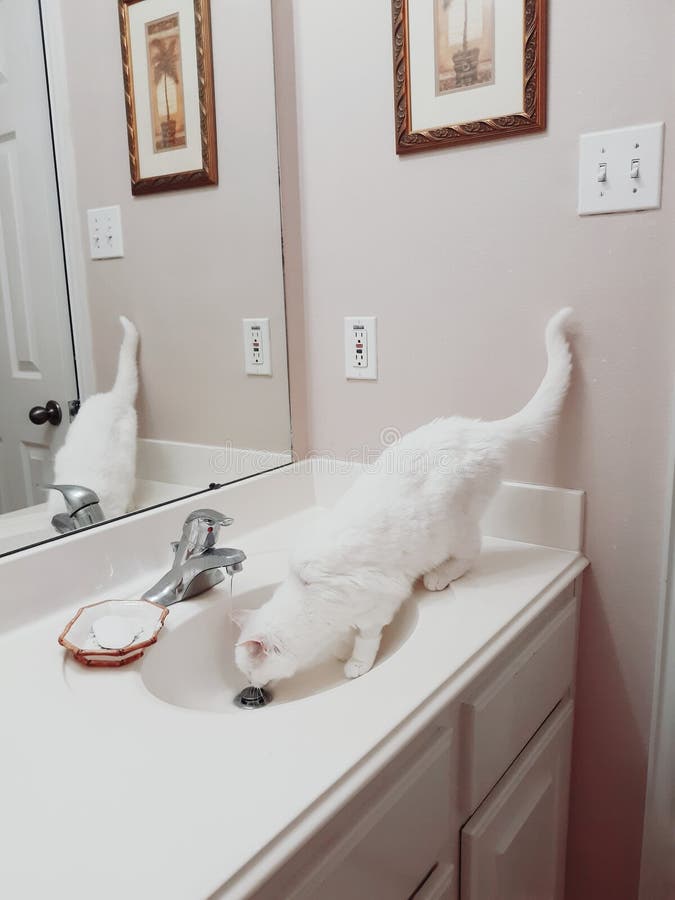 Animal familier angora turc blanc d'eau potable de chat images libres de droits