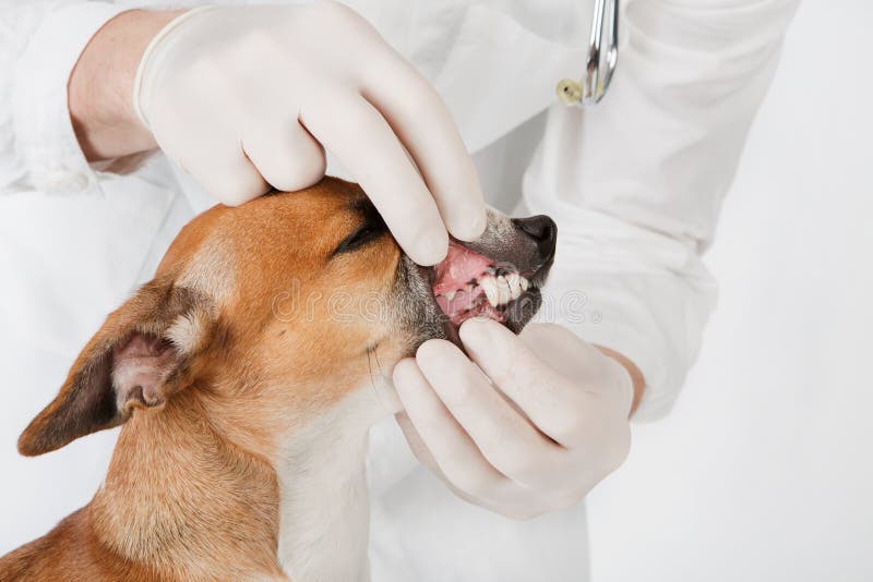 Animal familier obtenant des dents examinées par le vétérinaire photographie stock Animal familier obtenant des dents examinées par le vétérinaire photographie stock
