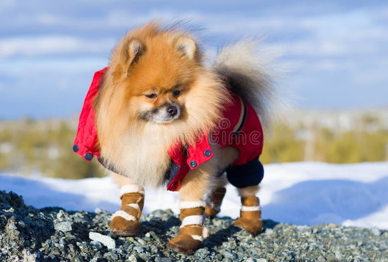 Animal familier sur une promenade image stock Animal familier sur une promenade image stock