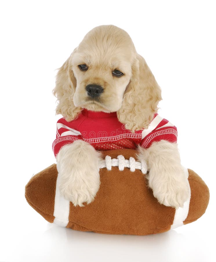 Football Dog Jersey Stock Photos - Free & Royalty-Free Stock Photos from  Dreamstime