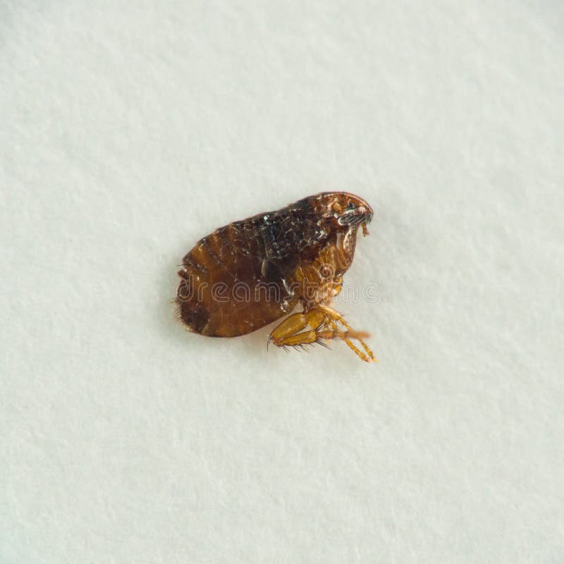 Animal flea