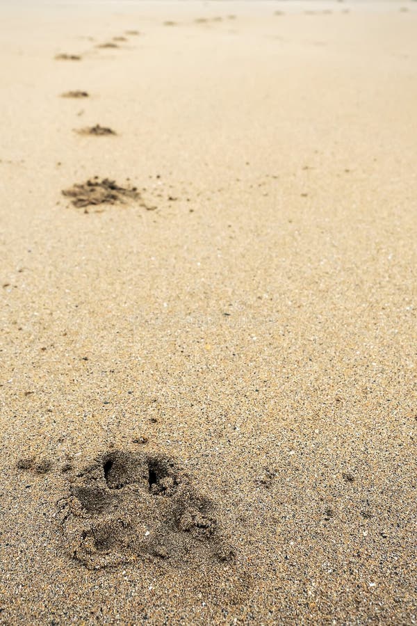 Animal Foot Prints in a Puddle. Brown Mud Soil, Sky Reflection in the ...