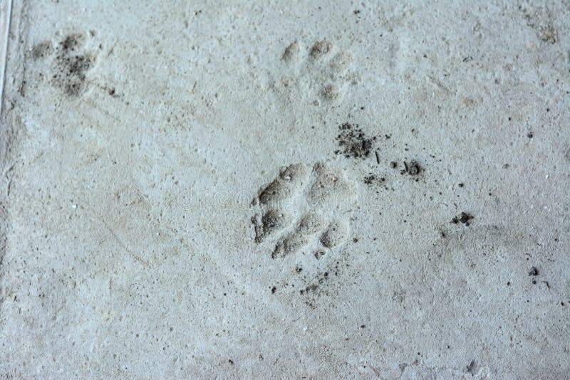 Wet Footprints on the Concrete Floor Stock Photo - Image of outdoors ...