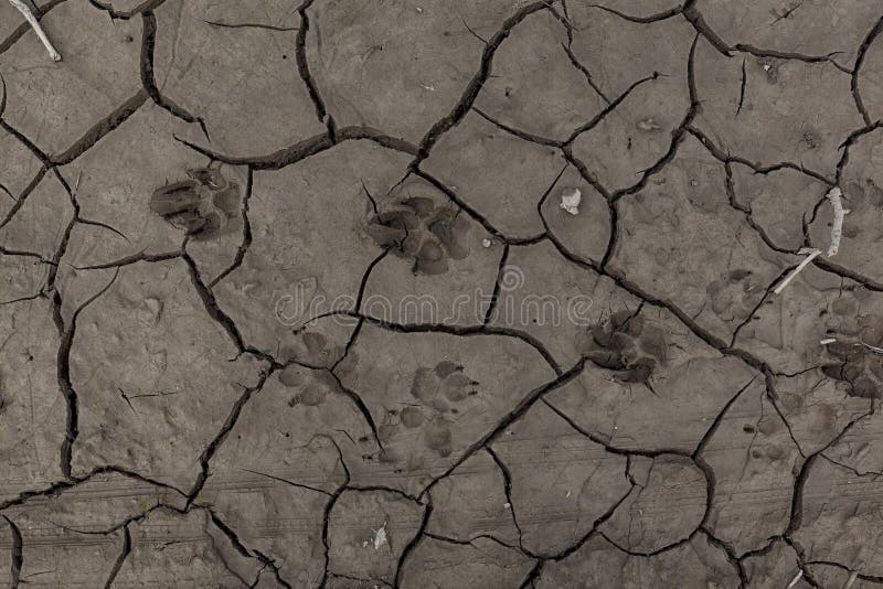 Animal Footprints in Dried Mud 01 Stock Image - Image of animal
