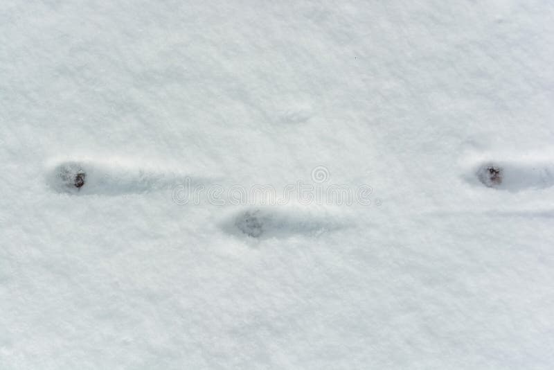 Animal Footprints in Fresh Snow Stock Photo Image of closeup, detail