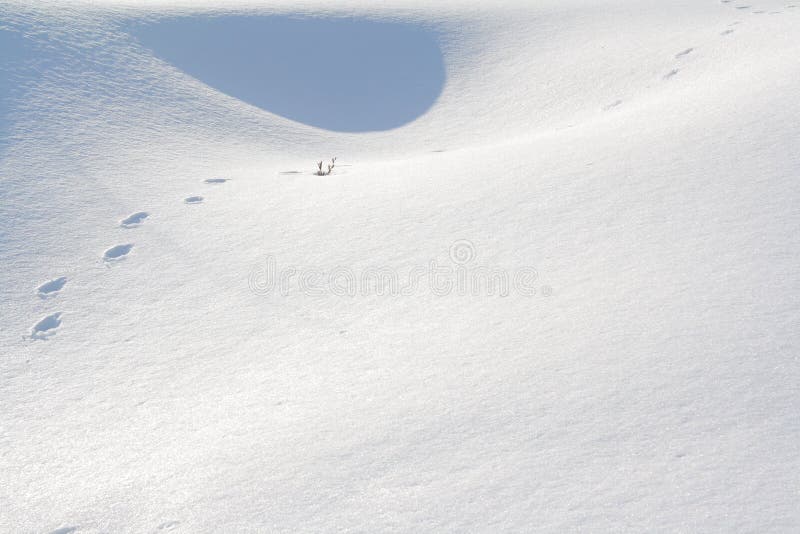 Animal footprints in snow