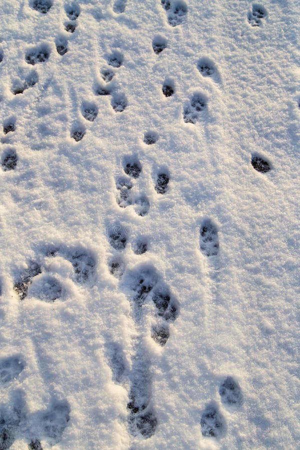 Animal Footprints in the Snow As a Background Stock Photo - Image of ...