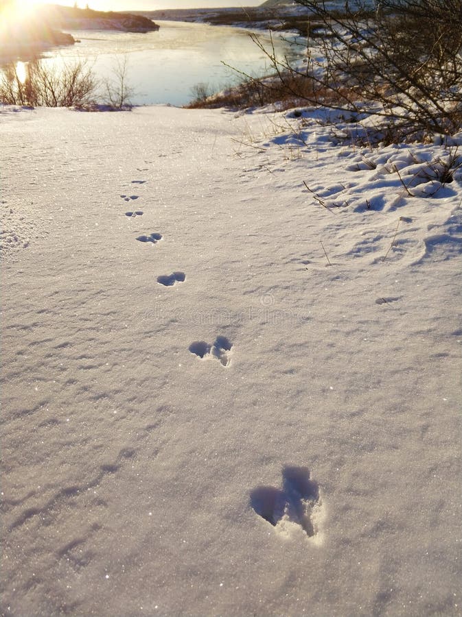 Animal Footprints in the Snow in the Sun Stock Photo Image of path