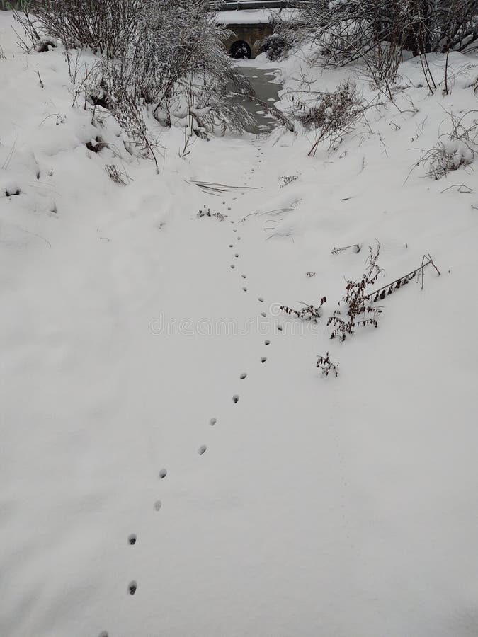 Animal footprints in the snow during winter.