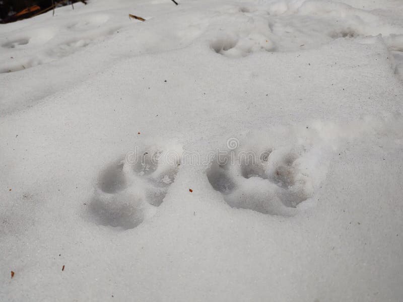 Stopy zvířat ve sněhu v zimě.