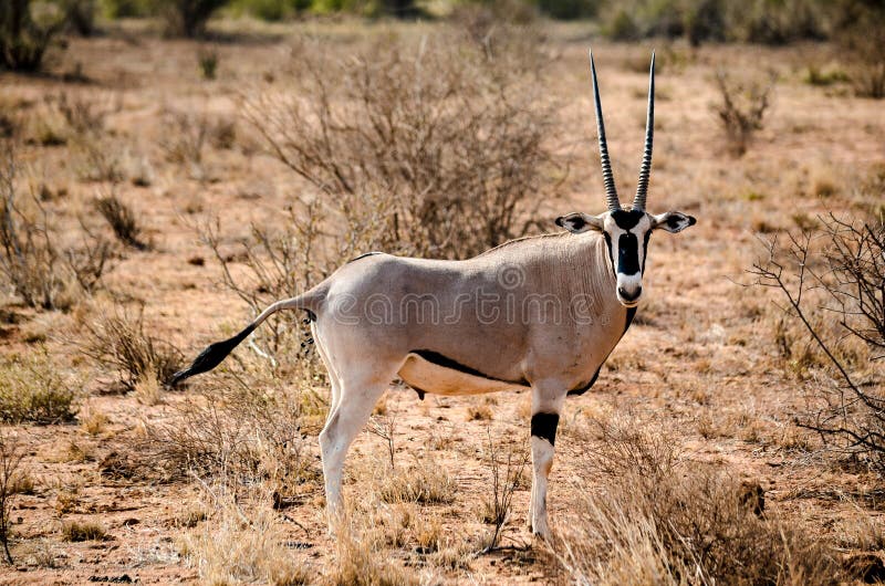 Animal On Forest Picture. Image: 111823982