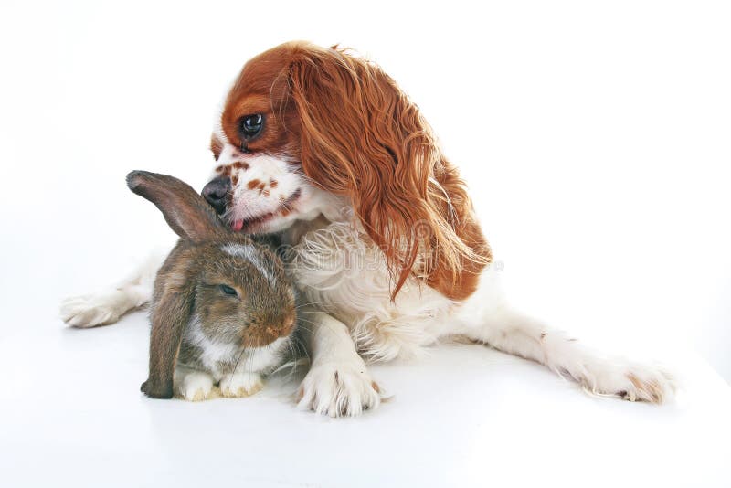 True pets. Щенок и кролик. Скрещивание собаки и кролика. Два милых кролика и собачка. Кролик скрещенный с собакой.
