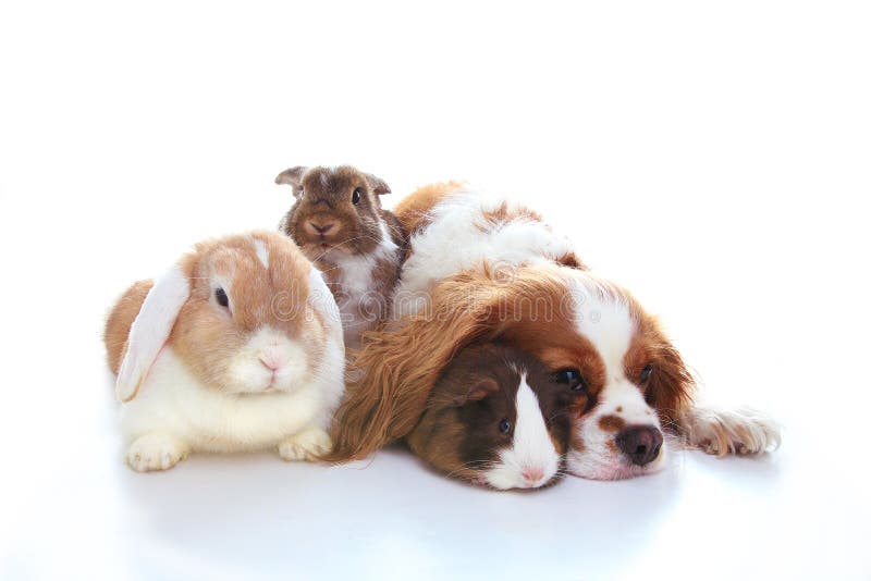 79,317 Animal Friends Stock Photos - Free & Royalty-Free Stock Photos from Dreamstime 79,317 Animal Friends Stock Photos - Free & Royalty-Free Stock Photos from Dreamstime