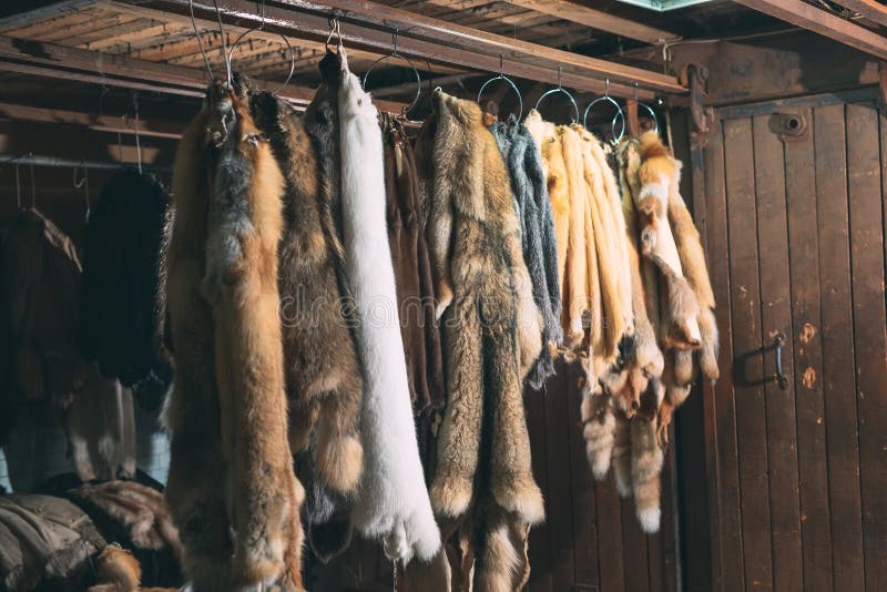 Animal fur. foxes, raccoon, wolf, beaver, mink, nutria hanging after processing. royalty free stock photos Animal fur. foxes, raccoon, wolf, beaver, mink, nutria hanging after processing. royalty free stock photos