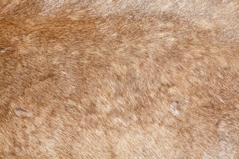 Fine Brown Fur Texture Stock Photos - Free & Royalty-Free Stock Photos from  Dreamstime