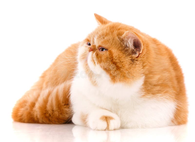 Animal, gato, conceito do animal de estimação - gato exótico em um fundo branco foto de stock royalty free Animal, gato, conceito do animal de estimação - gato exótico em um fundo branco foto de stock royalty free