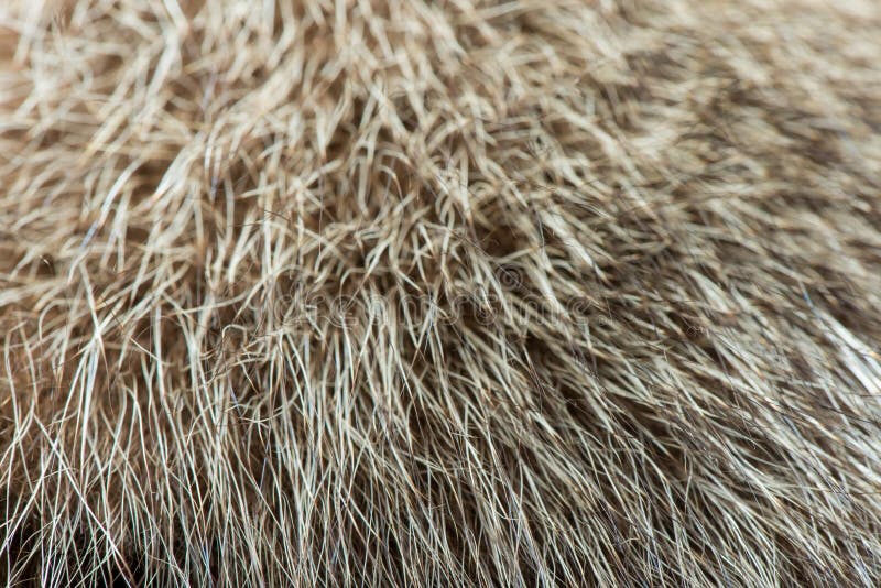 Шерсть окончание. Мех текстура. Потоки волос у животных. Fur texture.