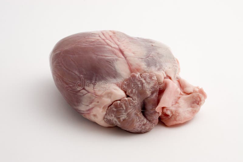 Animal heart stock image. Image of meal, ingredient, isolated - 23185341