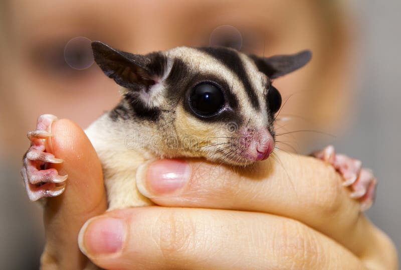 Animal hecho a mano lindo del oposum australiano imagenes de archivo Animal hecho a mano lindo del oposum australiano imagenes de archivo