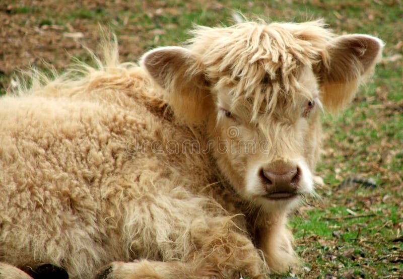 Animal - highland cow